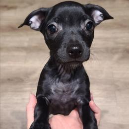 Onyx - Black male Chihuahua puppy in Mesa, Arizona from Sun Valley Chihuahuas