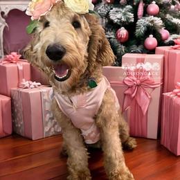 Bernedoodle, Goldendoodle, and Schnoodle Puppies from Adirondack Poodles Goldendoodles,Bernedoodles & Schnoodles