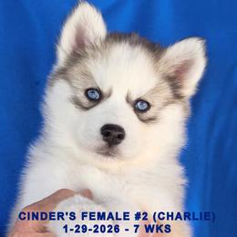 CINDER'S FEMALE 2 - Gray and white female Siberian Husky puppy in Manilla, Iowa from Bruck's Siberian Huskies