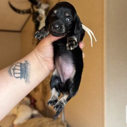 Daisy - Black and cream female Dachshund puppy in Hornbeck, Louisiana from A&Z Mini Dachshunds