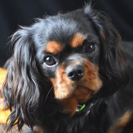 Diva - Cavalier King Charles Spaniel