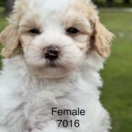 Dorthy - Parti female Goldendoodle puppy in Arcadia, Florida from KnuDawn Goldendoodles