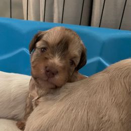 Bashful - Wheaten female Miniature Schnauzer puppy in Brundidge, Alabama from Deez Pups Magnificent Schnauzers