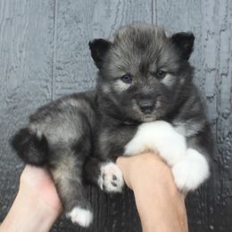 Siberian Huskies from Geaux Fluffy