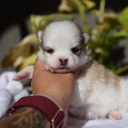 Bitsy - White female Pomsky puppy in Coos Bay, Oregon from Ocean View Pomskies