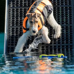 Border Collies and Wire Fox Terriers from De Stijl Kennels