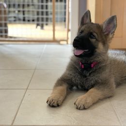 German Shepherd Puppies from DogSmith Purebreds