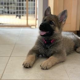 German Shepherd Puppies from DogSmith Purebreds