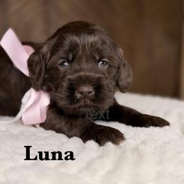 Luna - Chocolate female Australian Labradoodle puppy in Citrus Heights, California from Elite Blend Labradoodles