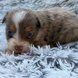 Ellie - Red merle female Toy Australian Shepherd puppy in Ambrose, Georgia from Brandilyn's Aussies
