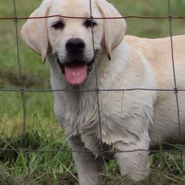 Labrador Retriever Puppies from Penny Lane Labradors