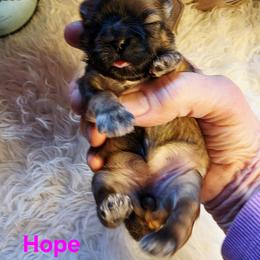 Hope - Red and tan female Shih Tzu puppy in Center Point, Iowa from Puppies in a Box Shih tzus