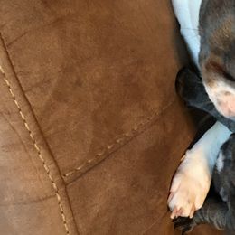 French Bulldogs from Bourbon Trail Frenchies