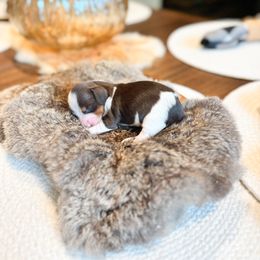 Dachshund Puppies from G&K Kennels