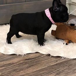 French Bulldog and Golden Retriever Puppies from Show me goldens and frenchies