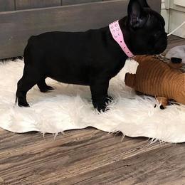 French Bulldog and Golden Retriever Puppies from Show me goldens and frenchies