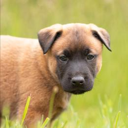 Styr - Fawn male Belgian Malinois puppy in Fraziers Bottom, West Virginia from Loyal Hearts Farm / RK's Dobermans