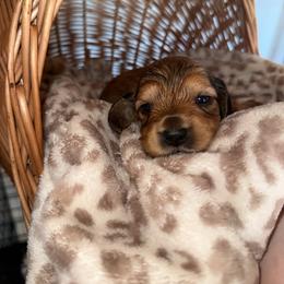 Calliope - Red female Dachshund puppy in Pontotoc, Mississippi from Toddy Kennels