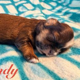 Randy - Red male Shih Tzu puppy in Hemet, California from Aloha Shih Tzu