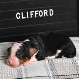 Boy 2 - male Bernedoodle puppy in Lancaster, Pennsylvania from Homestead Bernedoodles