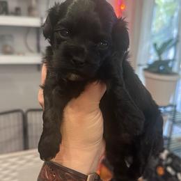 Anastasia - Black female Havapoo puppy in Traverse City, Michigan from Riyem Wildflower Farms