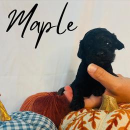Maple - Black female Goldendoodle puppy in Cedartown, Georgia from Loyal Doodles