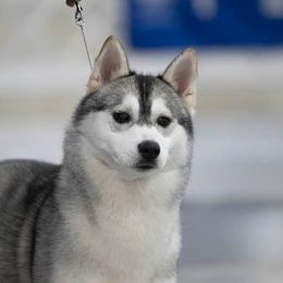 Siberian Huskies from Sovereign Siberians