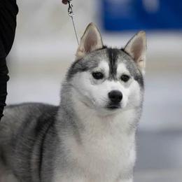 Siberian Huskies from Sovereign Siberians