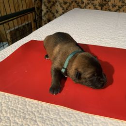 Belgian Malinois Puppies from Akadamie Belgian Malinois'