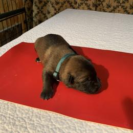 Belgian Malinois Puppies from Akadamie Belgian Malinois'