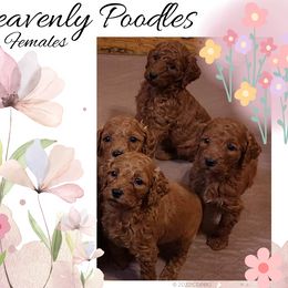 Poodle Puppies from Heavenly Poodles