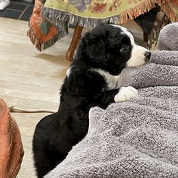 Australian Shepherd Puppies from Starbound Aussies