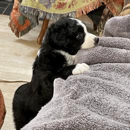 Australian Shepherd Puppies from Starbound Aussies
