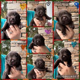 Orange Collar Female - Chocolate female Labrador Retriever puppy in Kissimmee, Florida from SunState Labs