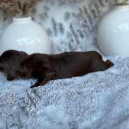 Dachshund Puppies from CSW Dachshunds