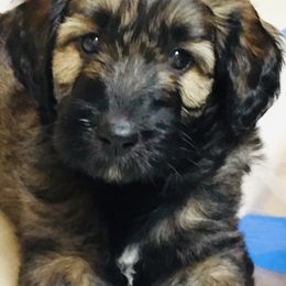Goldendoodle Puppies from Heartshine Doodles