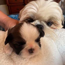 Cece - Shih Tzu