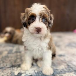 Scout - Chocolate merle female Bernedoodle puppy in Dundee, Ohio from Down Home Doodle