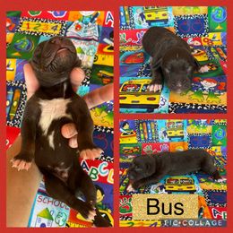 Bus - Chocolate male Catahoula Leopard Dog puppy in Forbes, Minnesota from North Country Catahoulas