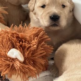 Golden Retriever Puppies from Chevaline Goldens