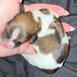Girl 2 - Piebald female Dachshund puppy in Palm Coast, Florida from Michelle’s Mini Dachshunds