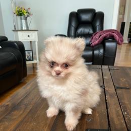 Marlin - Chocolate merle male Pomeranian puppy in Randleman, North Carolina from Luxurious Poms