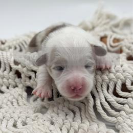 Smarty Pants - 1800 - Full Fluffy - Red female Pembroke Welsh Corgi puppy in Rozet, Wyoming from Hayday Ranch Corgis