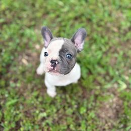 Rowdy - Blue male French Bulldog puppy in Conroe, Texas from The Frenchie Farm