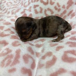 Brooke - Dapple female Dachshund puppy in Lake City, Florida from My Ditzy Doxies of Florida
