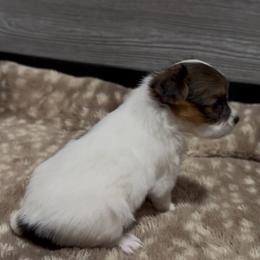 Duncan - Red white and sable male Papillon puppy in Howe, Oklahoma from Southern Sweet Papillons