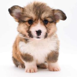 Pembroke Welsh Corgi Puppies from MG Corgis