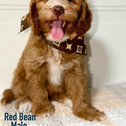 Red Bean - Red male Australian Labradoodle puppy in Beecher, Illinois from Erica’s Doodles
