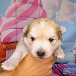 Flowers-2200 - Silver and white female Pomsky puppy in Spring Hill, Florida from www.PuppyTimeEmporium.com