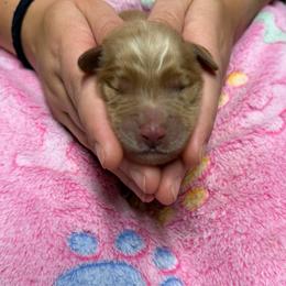 Red Collar - Golden female Golden Retriever puppy in Monroe, Tennessee from Golden Girls Furever Friends